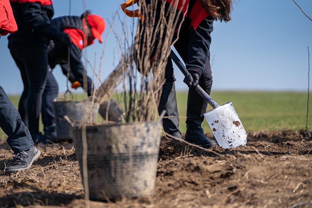 Tree Planting